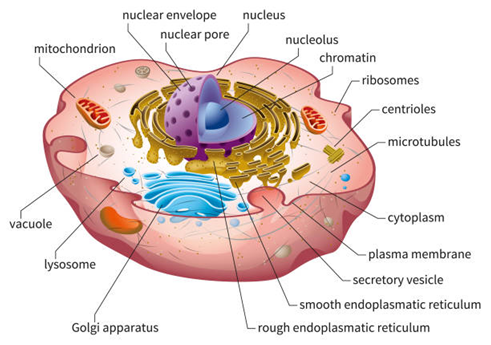 Category: Cellular Health - Cantron